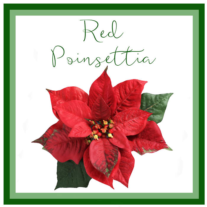 Red Poinsettia