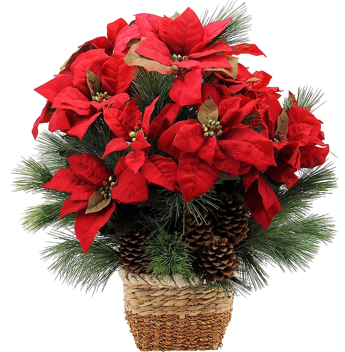 Natural Poinsettia