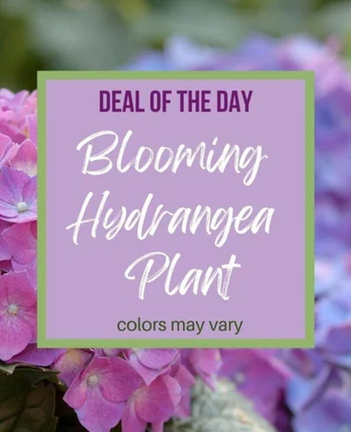 Deal of the Day - Blooming Hydrangea Plant