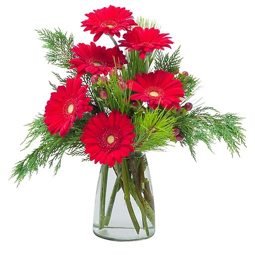 Winter Gerberas