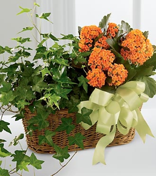 Kalanchoe & Ivy Planter