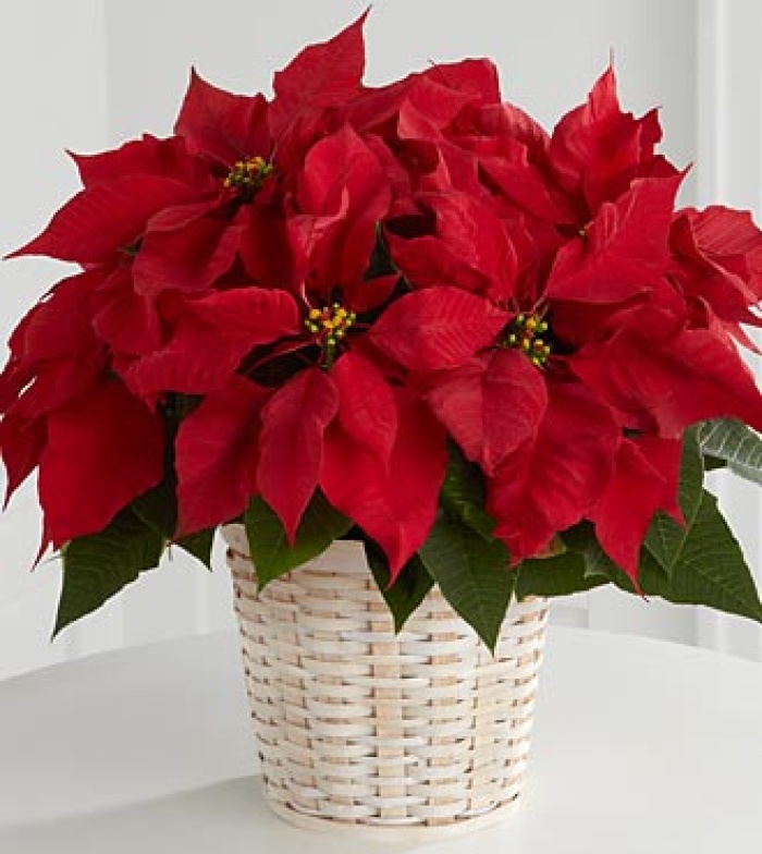 Red Poinsettia Basket - small
