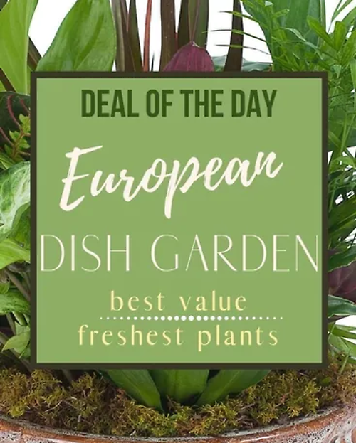 Deal of the Day - European Dish Garden