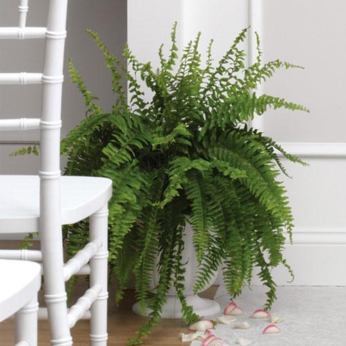 Boston Fern Urn