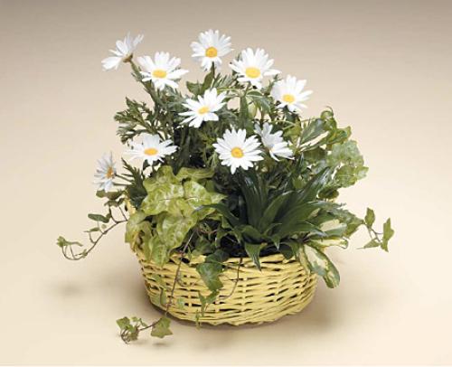 Basket of Green and Dasie\'s