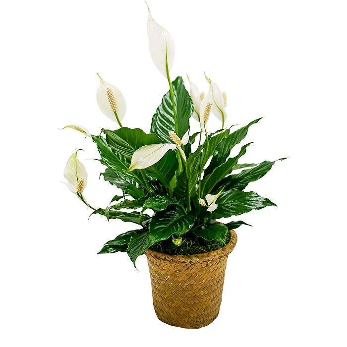 Peace Lily Basket - Small