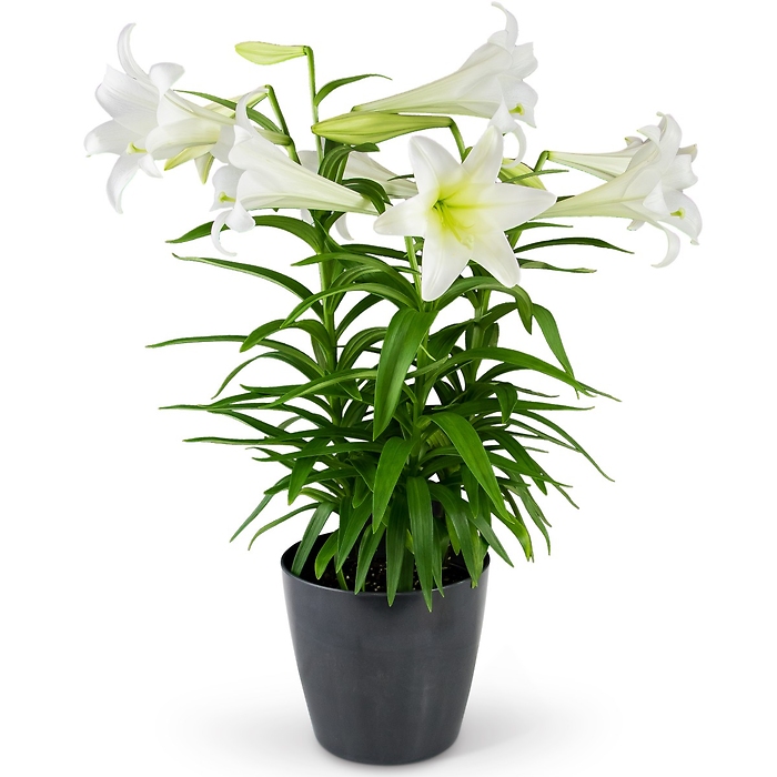 Grande Easter Lily